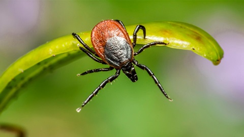 Zecca